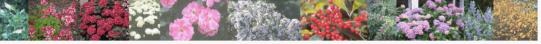 Shrubs