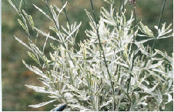 English lavender 'Silver Edge'