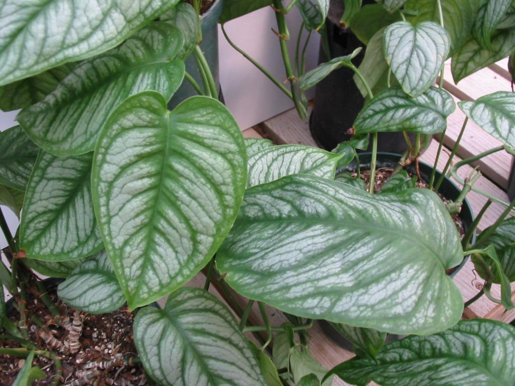 Silver Queen Philodendron