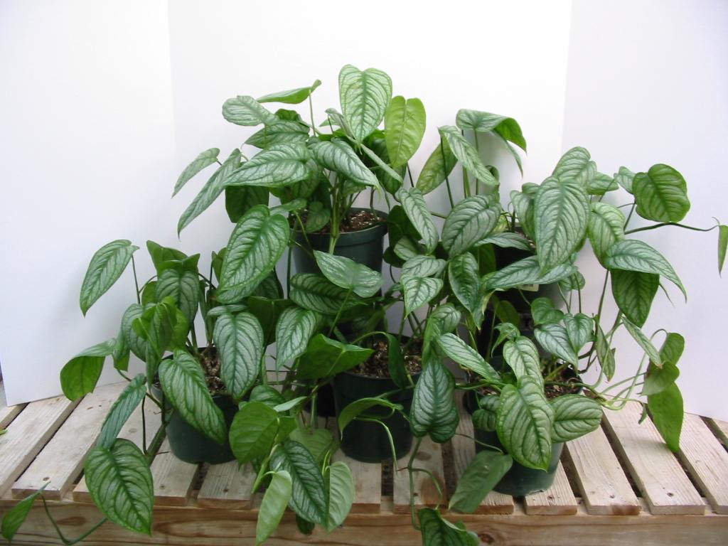 Silver Queen Philodendron