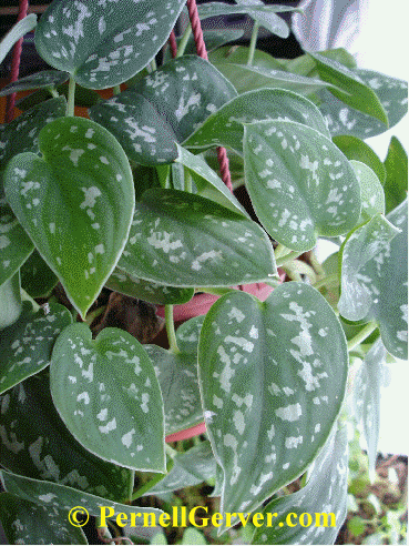 Silver spotted philodendron, Scindapsis picta