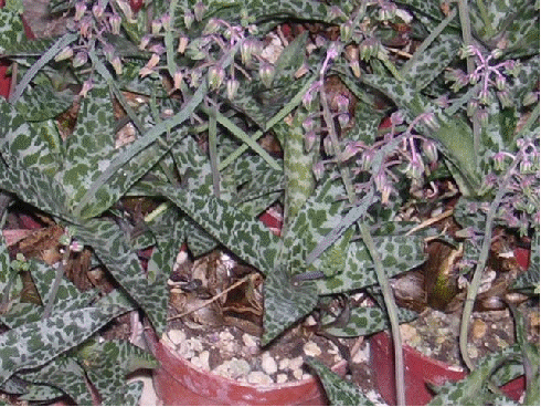 Silver squill