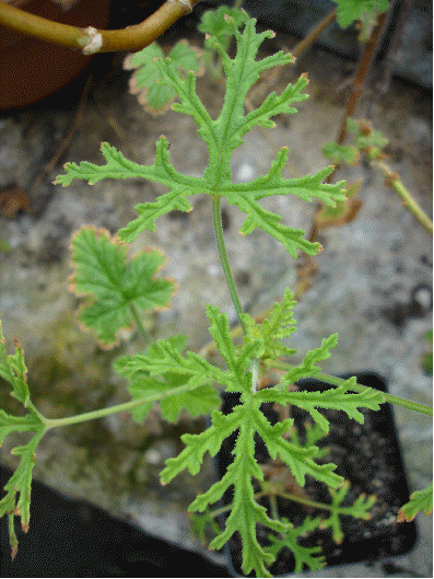 Skeleton Rose Scented Geranium