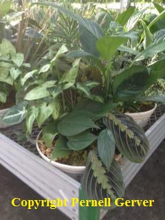Small Dish Garden