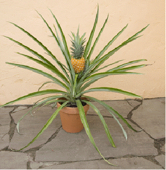 Pineapple 'Smooth Cayenne'