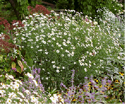 Boltonia 'Snowbank' - a fall-blooming perennial that bears bushels of white, daisy-like flowers