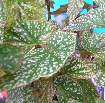 Begonia 'Snow Capped'
