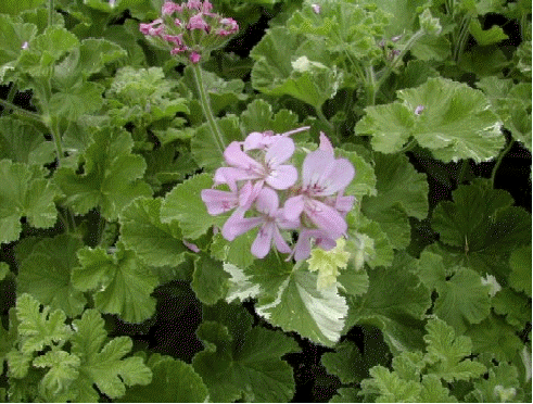 Snowflake Scented Geranium