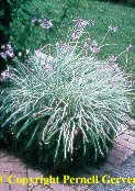 Society Garlic, Tulbaghia violacea 'Silver Lace'