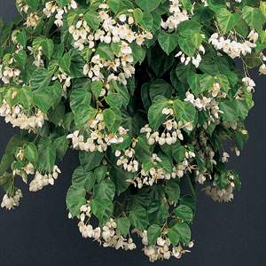 Begonia 'Solananthera' - "Brazilian Heart"