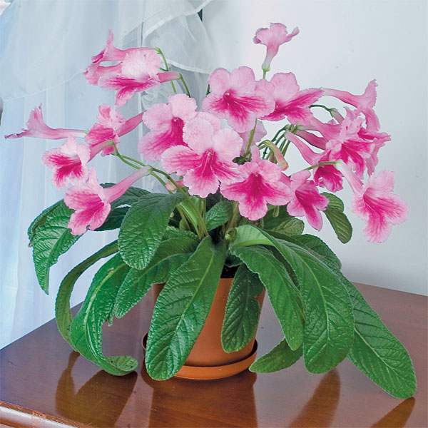 Cape Primrose 'Something Special'