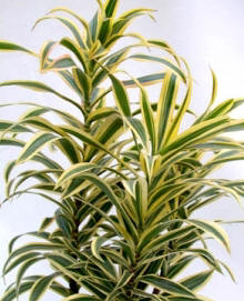 Song of India Dracaena