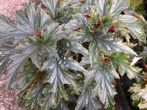 Begonia 'Sophie Cecile'