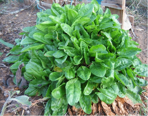 Sorrel