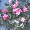Speckled or Glittering Flowers Collection