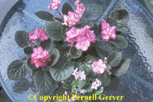 Speckled- or Glittering-Flowered Collection