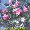 Speckled or Glittering Flowers Collection