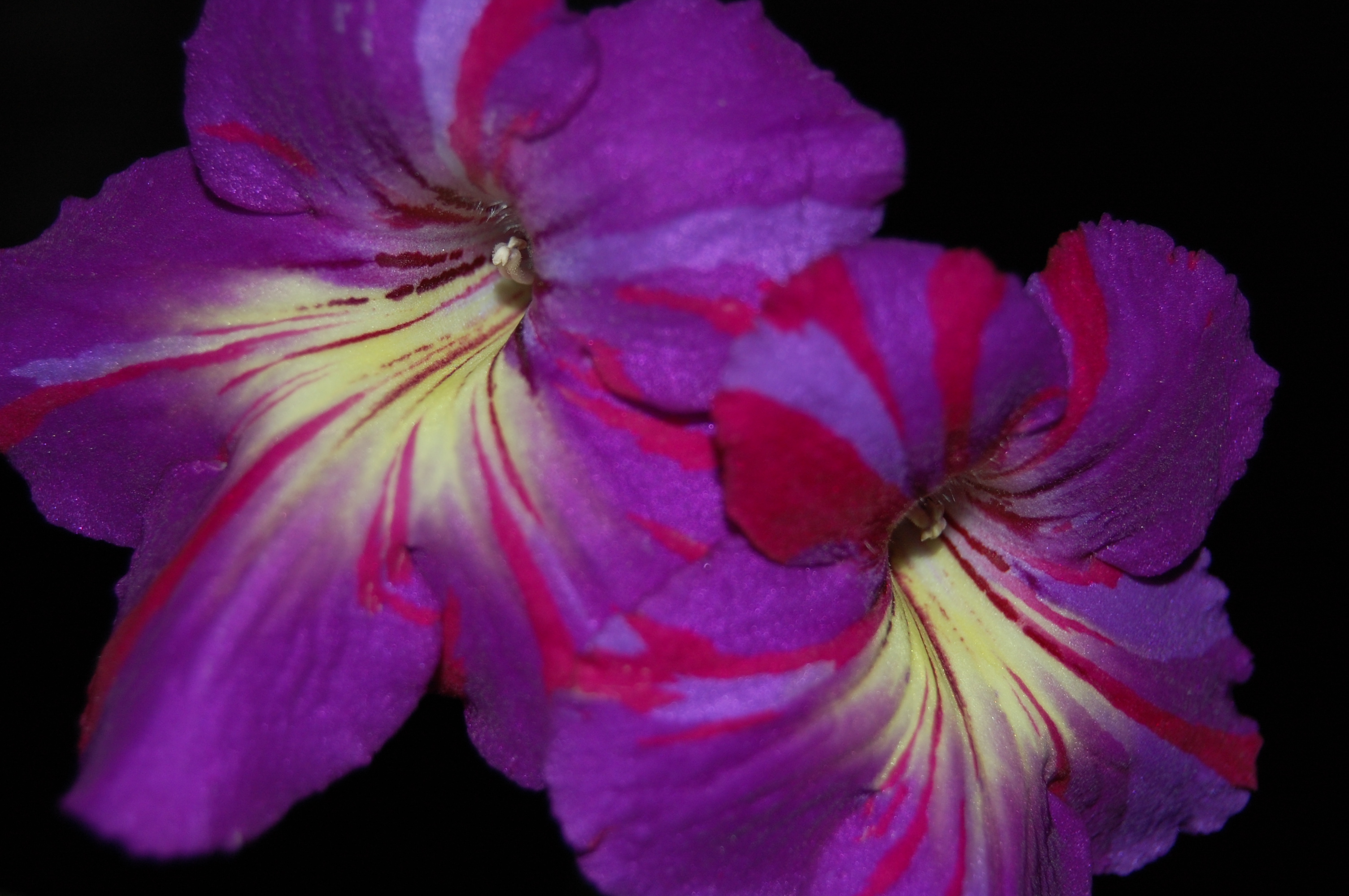 Cape Primrose 'Spin Art'
