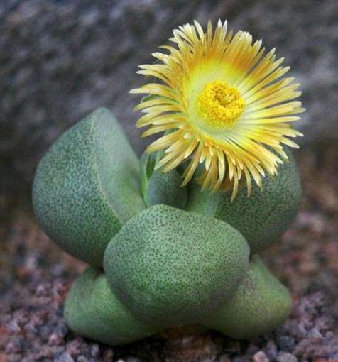 Split Rock (Pleiospilos nelii)