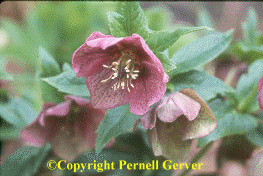 Lenten rose with speckled flowers