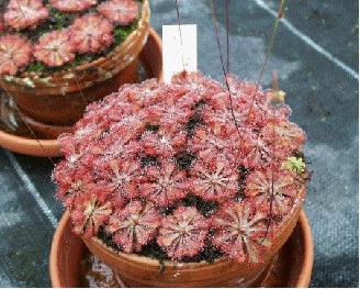 Spoon Leaf Sundew