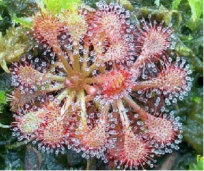 Spoon Leaf Sundew 