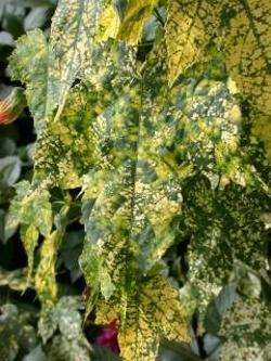 Spotted flowering maple