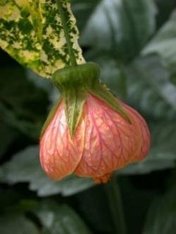 Spotted Flowering Maple Flower