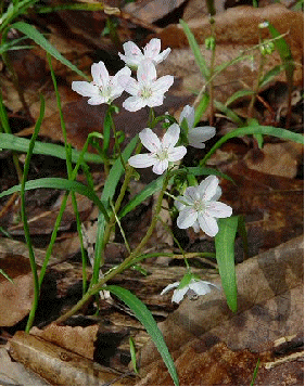 Spring Beauty