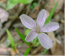 Spring Beauty