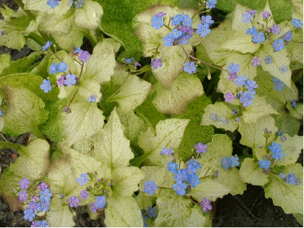 Brunnera 'Spring Yellow'