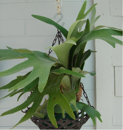 Staghorn fern, also called elkhorn fern (Platycerium bifurcatum)