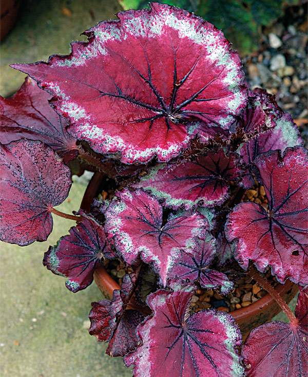 Begonia 'Stained Glass'