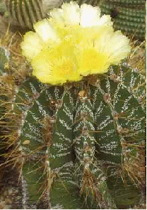 Star cactus in bloom