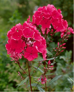 Phlox 'Starfire'