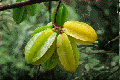 Star Fruit (Averrhoa carambola 'Sri Kembangan')