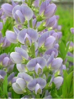 Baptisia 'Starlite Prairieblues'