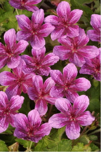 Geranium 'Starman'