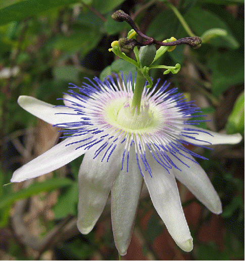 Passion flower 'Star of Surbiton'