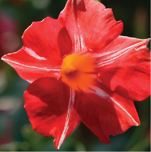 Mandevilla Sun Parasol 'Stars and Stripes'