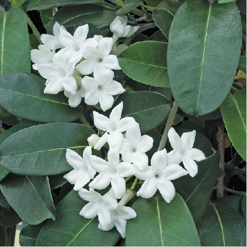 Stephanotis floribunda