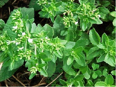 Stevia rebaudiana