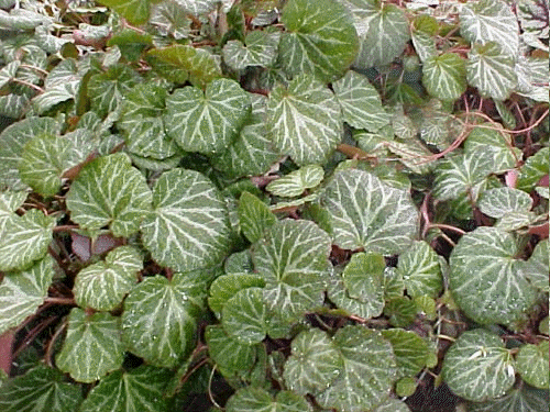 Strawberry begonia, Saxifraga stolonifera