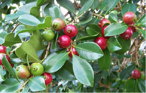 Strawberry guava (Psidium littorale)
