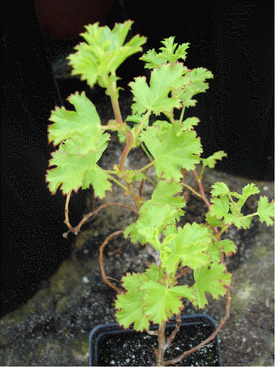 Strawberry Scented Geranium, Pelargonium x scarboroviae
