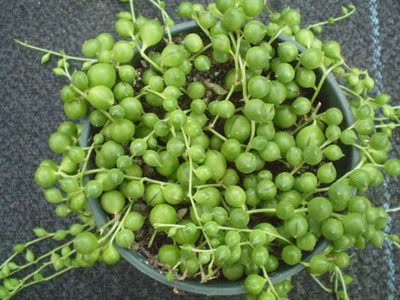 String of Beads