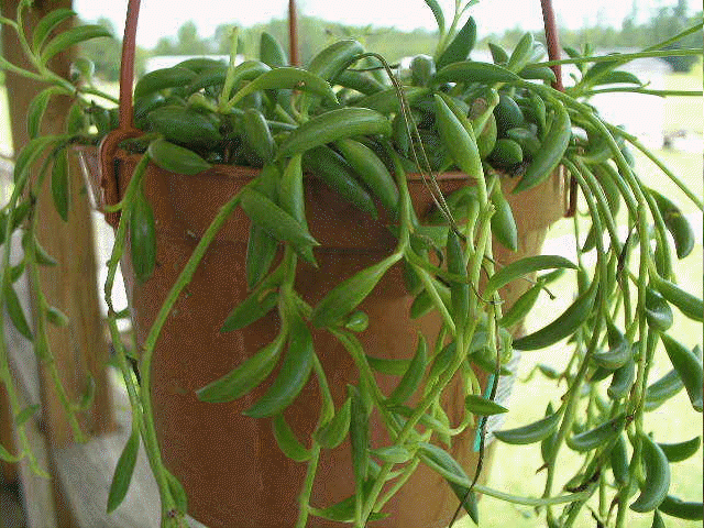 String of beans, Senecio radicans glauca