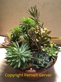 succulent dish garden