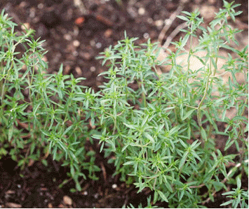 Summer savory