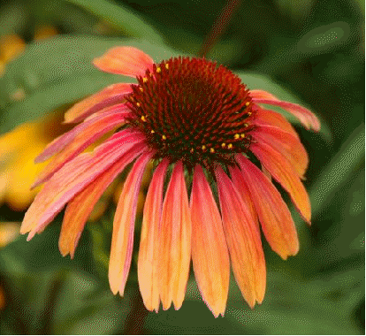 Echinacea 'Summer Sky'